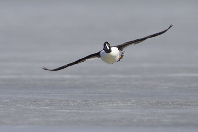 barrow's goldeneye 050209_MG_8490