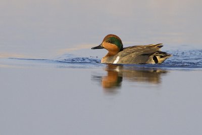 green-winged teal 050109_MG_7839