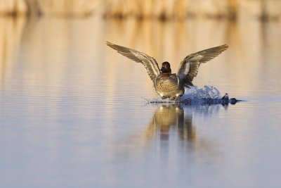 green-winged teal 050109_MG_7858