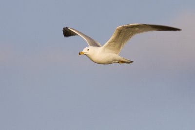 ring-billed gull 043009_MG_7524