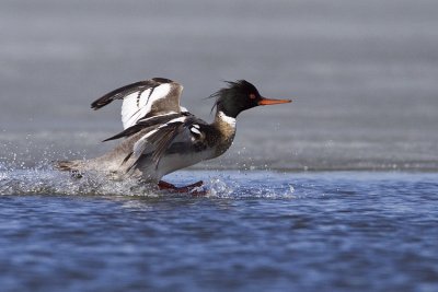 red-breasted merganser 050209_MG_8519