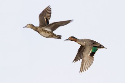 green-winged teal 050309_MG_9781