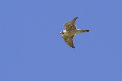 peregrine falcon 050309_MG_9300