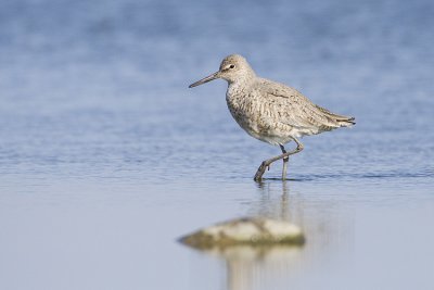 willet 050309_MG_8680