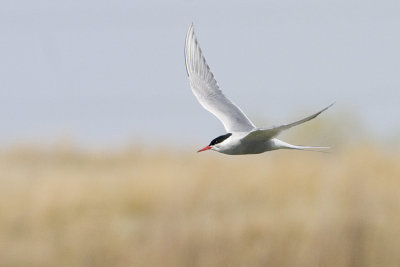 arctic tern 010100IMG_7379