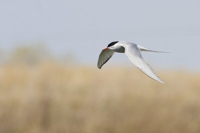 arctic tern 010100IMG_7378