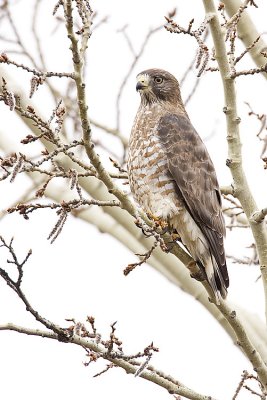 broad-winged hawk 050909IMG_4356