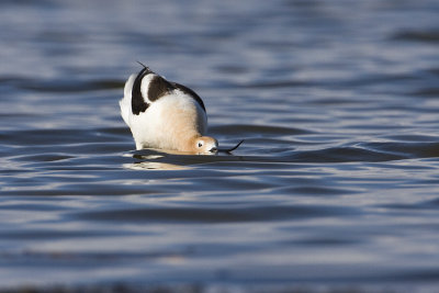 american avocet 050909IMG_4868