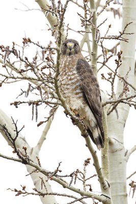 broad-winged hawk 050909IMG_4327