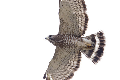 broad-winged hawk 050909IMG_4383