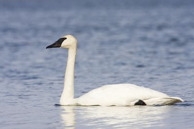 trumpeter swan 050909IMG_4749