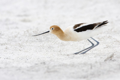 american avocet 051709IMG_8381