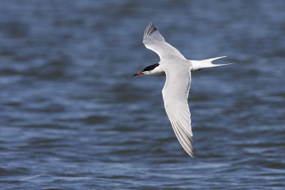 common tern 010100IMG_7315