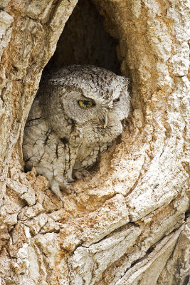 eastern screech-owl 051709IMG_8091