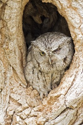 eastern screech-owl 051709IMG_8110