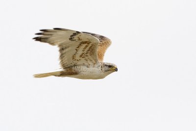 ferruginous hawk 051709IMG_8462
