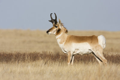 pronghorn 051709IMG_8629