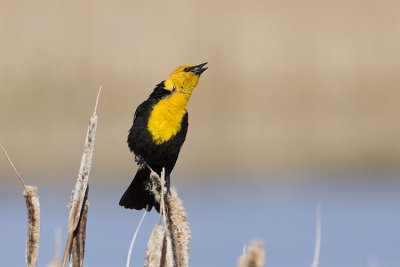 yellow-headed blackbird 010100IMG_7492