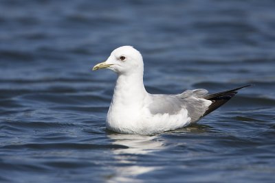 mew gull 052209IMG_8851