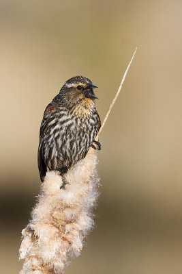red-winged blackbird 052309IMG_0059
