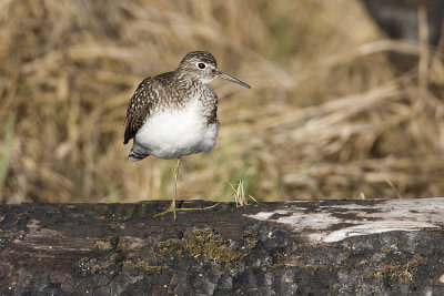 solitary sandpiper 052109IMG_8756
