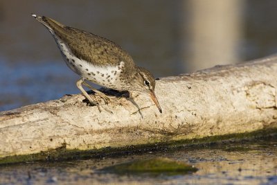 spotted sandpiper 052209IMG_9832