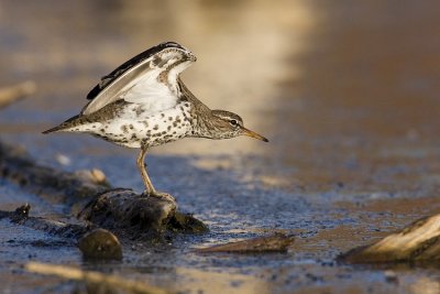 spotted sandpiper 052209IMG_9900