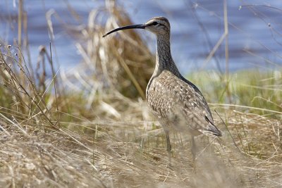 whimbrel 052309IMG_0255