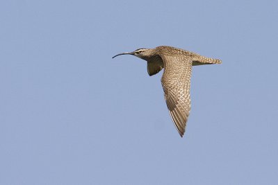 whimbrel 052309IMG_0286