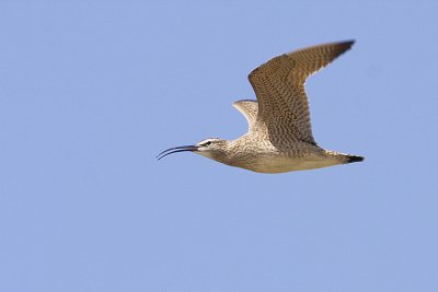 whimbrel 052309IMG_0294