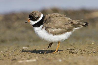 semipalmated plover 052409IMG_2397