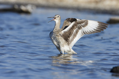 willet 052409IMG_1142