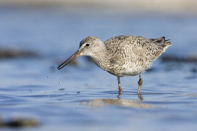 willet 052409IMG_1235