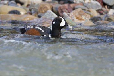 harlequin duck 053009IMG_5791