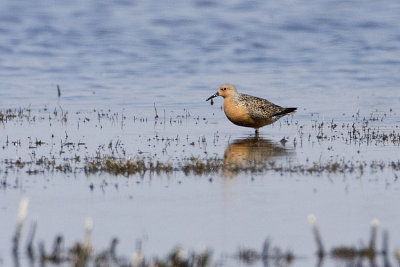 red knot 053109IMG_6266