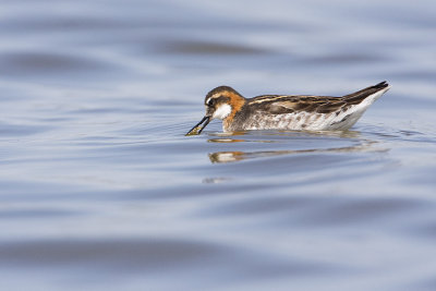 red-necked phalarope 052809IMG_3953