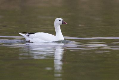 ross's goose 052609IMG_3615