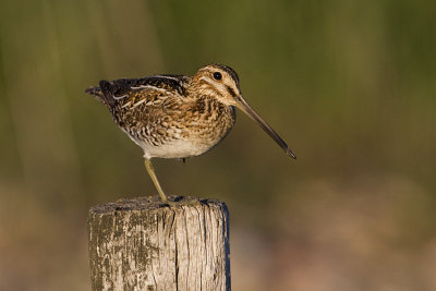 wilson's snipe 052909IMG_4742