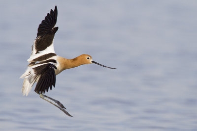 american avocet 060209_MG_3253