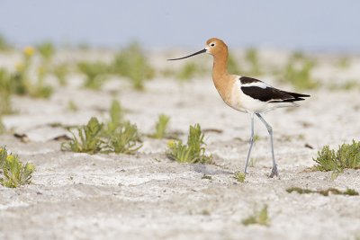 american avocet 060209_MG_3310