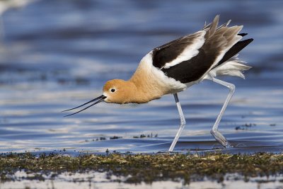 american avocet 060709_MG_4057