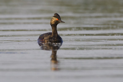eared grebe 060309_MG_3570