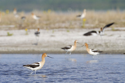 american avocets 060909_MG_4518