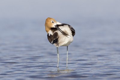 american avocet 060909_MG_4584