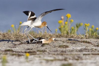 american avocets 060909_MG_4737