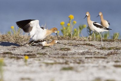 american avocets 060909_MG_4748