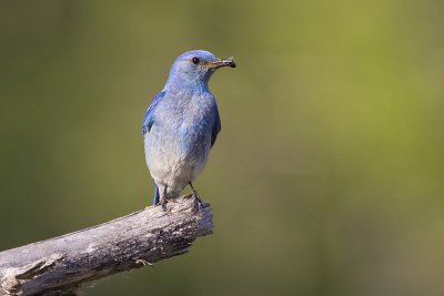 mountain bluebird 061009_MG_5194
