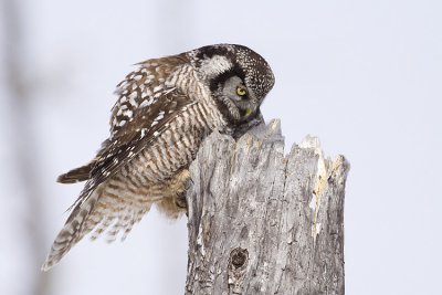 northern hawk owl at nest 040509_MG_9715
