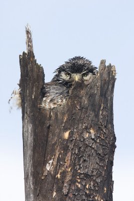 northern hawk owl at nest 050809IMG_3306