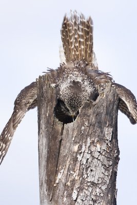 northern hawk owl at nest 050809IMG_3413